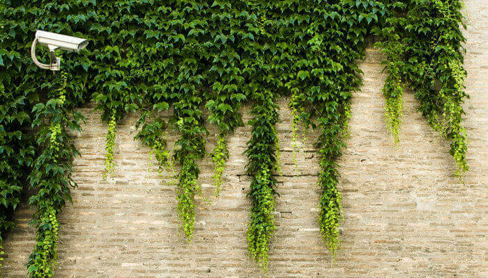 Como proteger o seu e-commerce e torná-lo mais seguro? Muro com plantas e câmera de segurança, representando como proteger o e-commerce