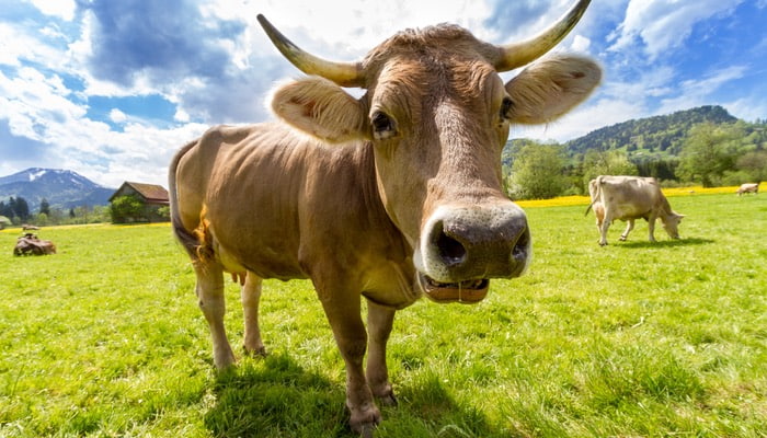 Que tipo de produto é o seu: estrela, vaca leiteira ou abacaxi? Que tipo de produto é o seu: estrela, vaca leiteira ou abacaxi?