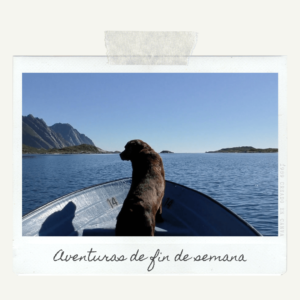 perro en un bote en el lago