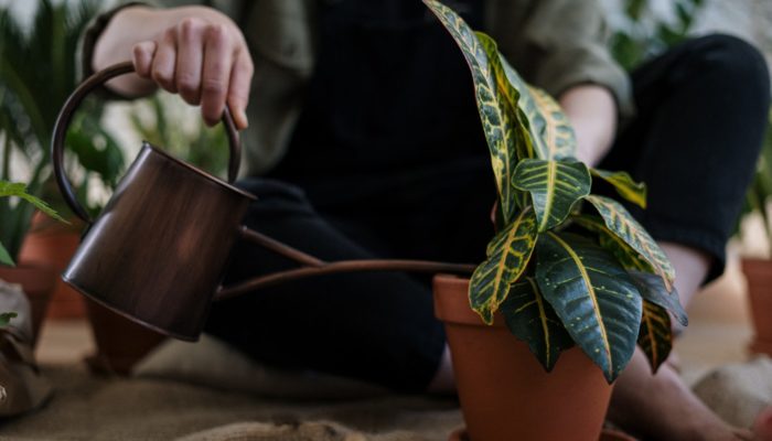 O que é nutrição de leads e como usar essa estratégia? Imagem mostrando uma pessoa regando uma planta para fazer uma metáfora com nutrição de leads