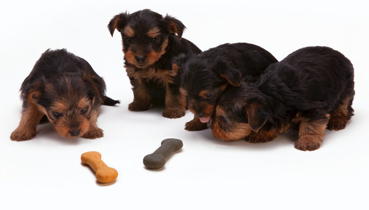 Imagem mostrando filhotes de cachorro com biscoitos para cachorro para vender.