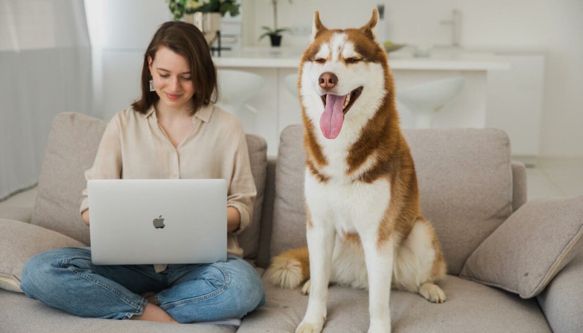 Tutora usa o computador ao lado do seu Husky e aprende como abrir um pet shop online