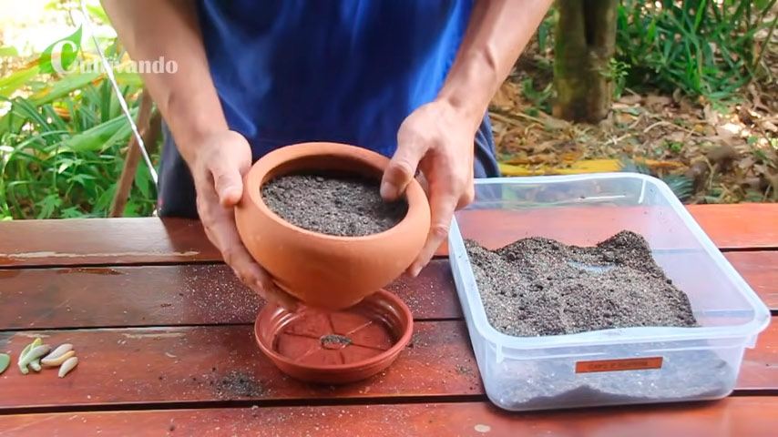 Forma de colocar o substrato no vaso no passo a passo de como fazer mudas de suculentas para vender