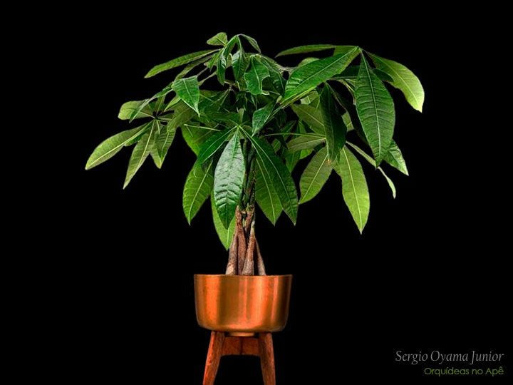 Imagem de uma planta monguba