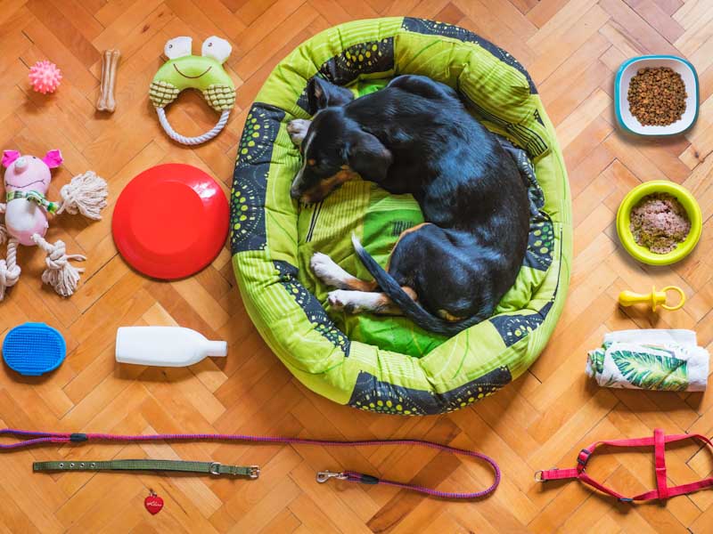 10 Ideas Originales de REGALOS Para Tu PERRO  Articulos para perros,  Productos para perros, Accesorios para perros pequeños