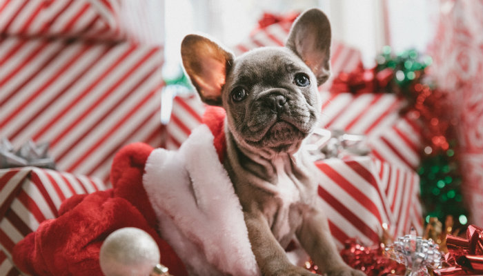 Cachorro rodeado con adornos de navidad.