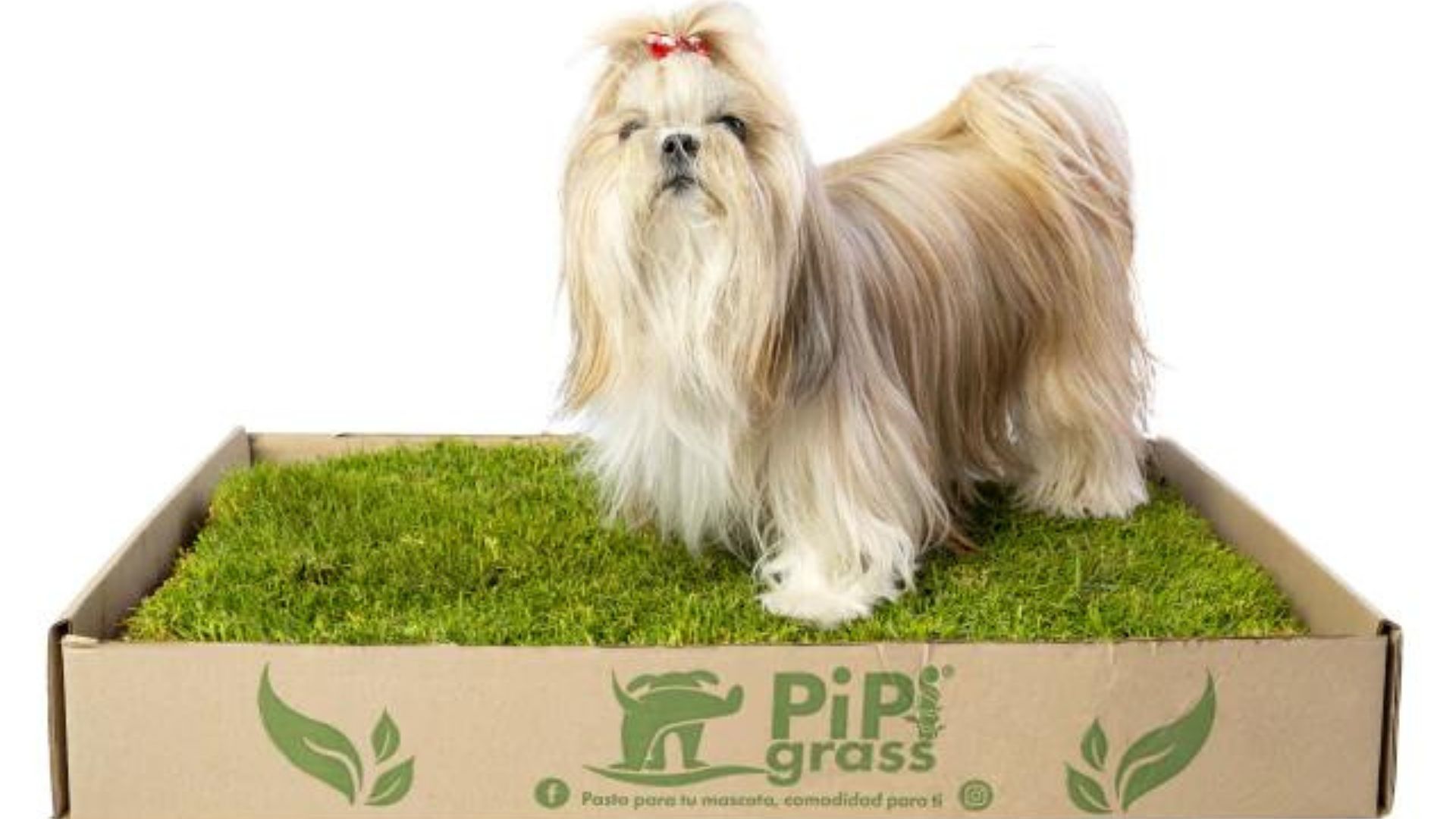 Marca de sanitarios naturales para perros Pipigrass